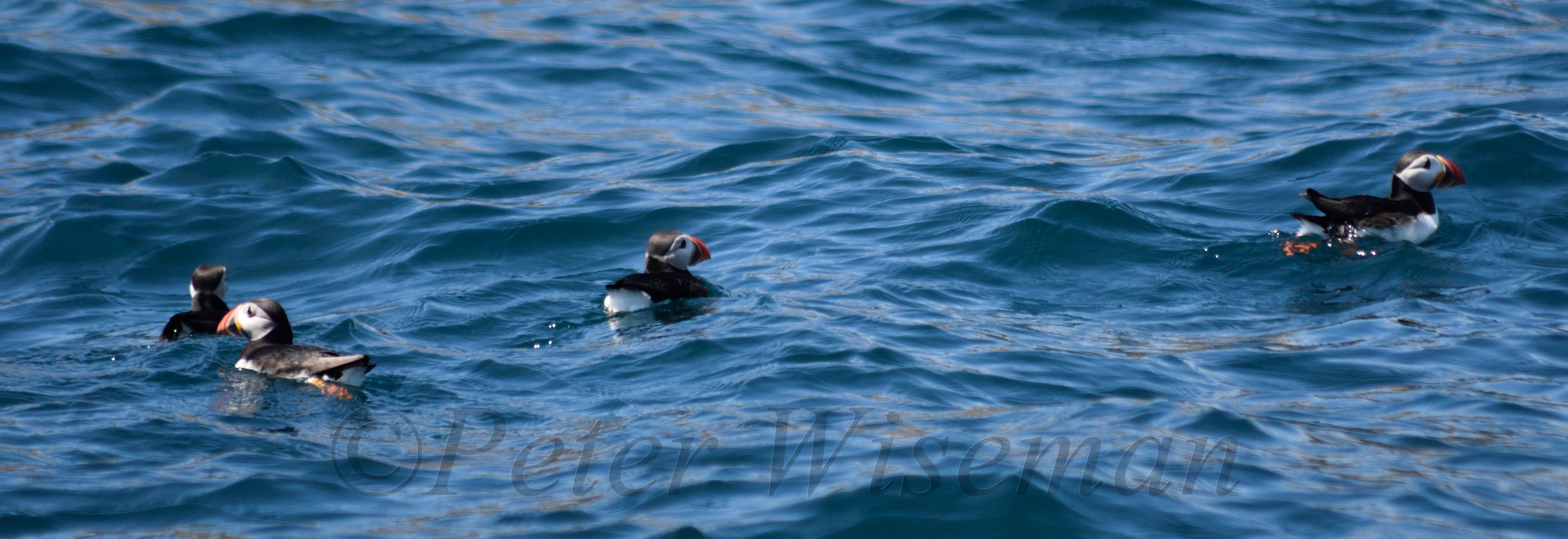 Puffins at sea